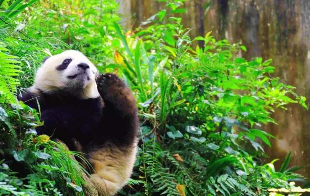 Ultimate Guide on Chengdu Panda Tour Guide 2019