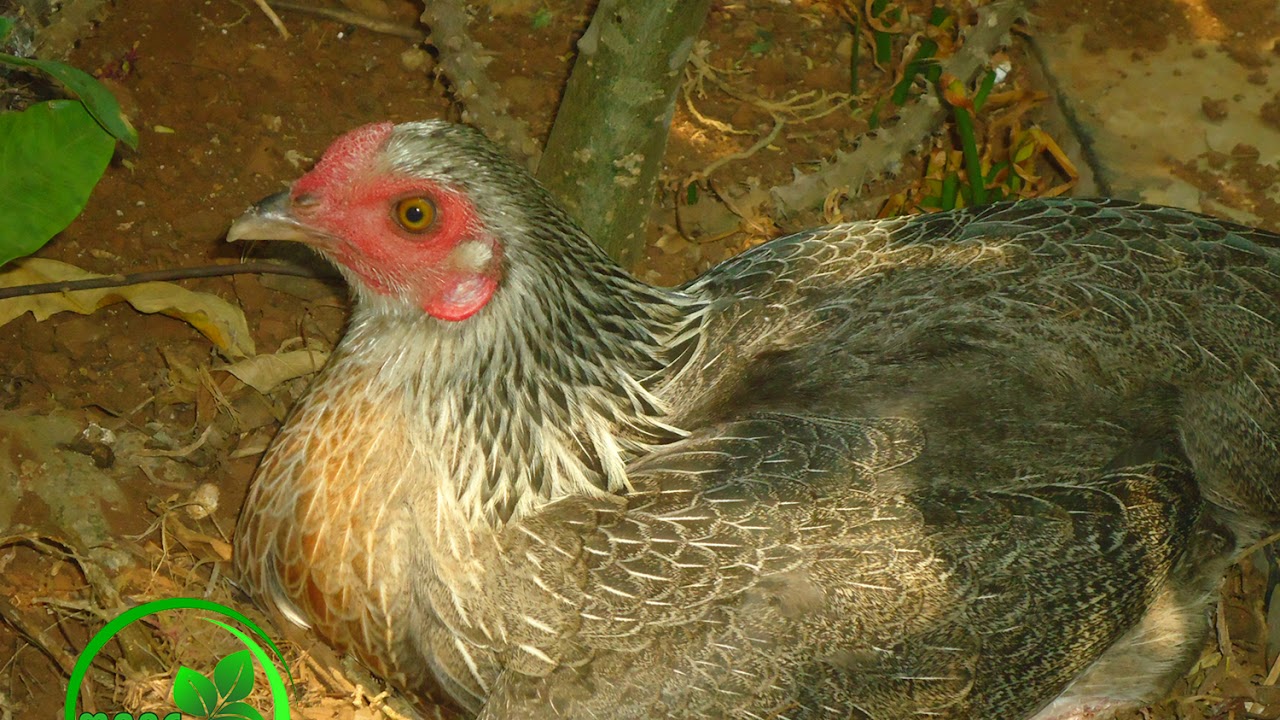 Ayam Bertelur Di Taman Depan Rumah Ayam Bertelur Di Taman Depan Rumah
