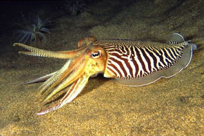 ADRIAN BUCURESCU – Zodia Racului la Atlanți și la Români 1 sepia