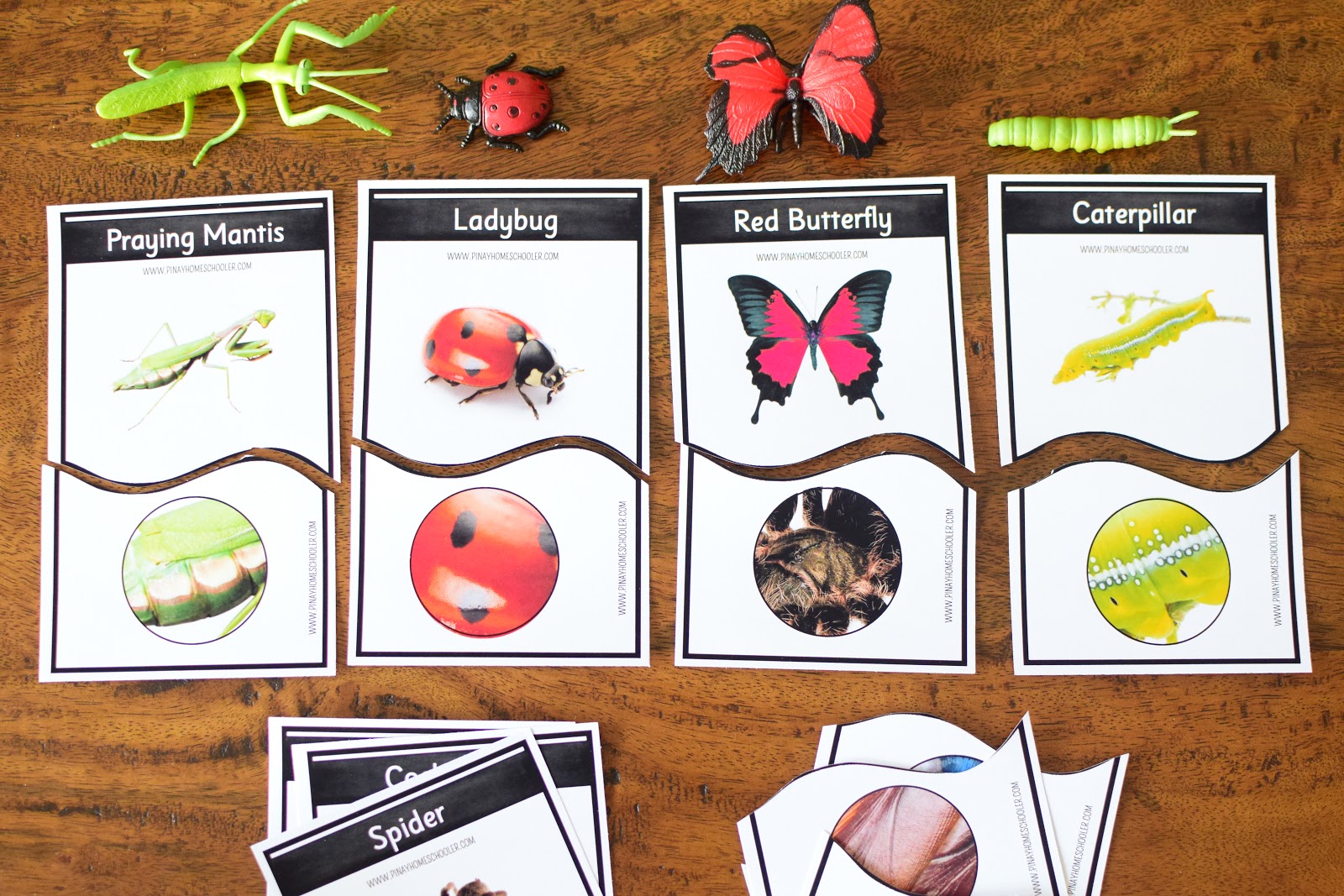 Insect Themed Lesson Plans for Kindergarten to First Grade | The Pinay ...