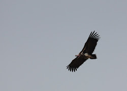 lappet vulture faced neil bird daily