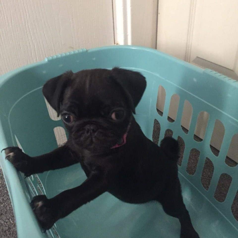 PUG PUPPIES AND CHARACTERISTICS OF PUG PUPPIES FOR SALE PUGS FOR SALE