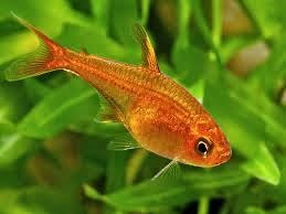 Tetra Ambar Tetra Ambar