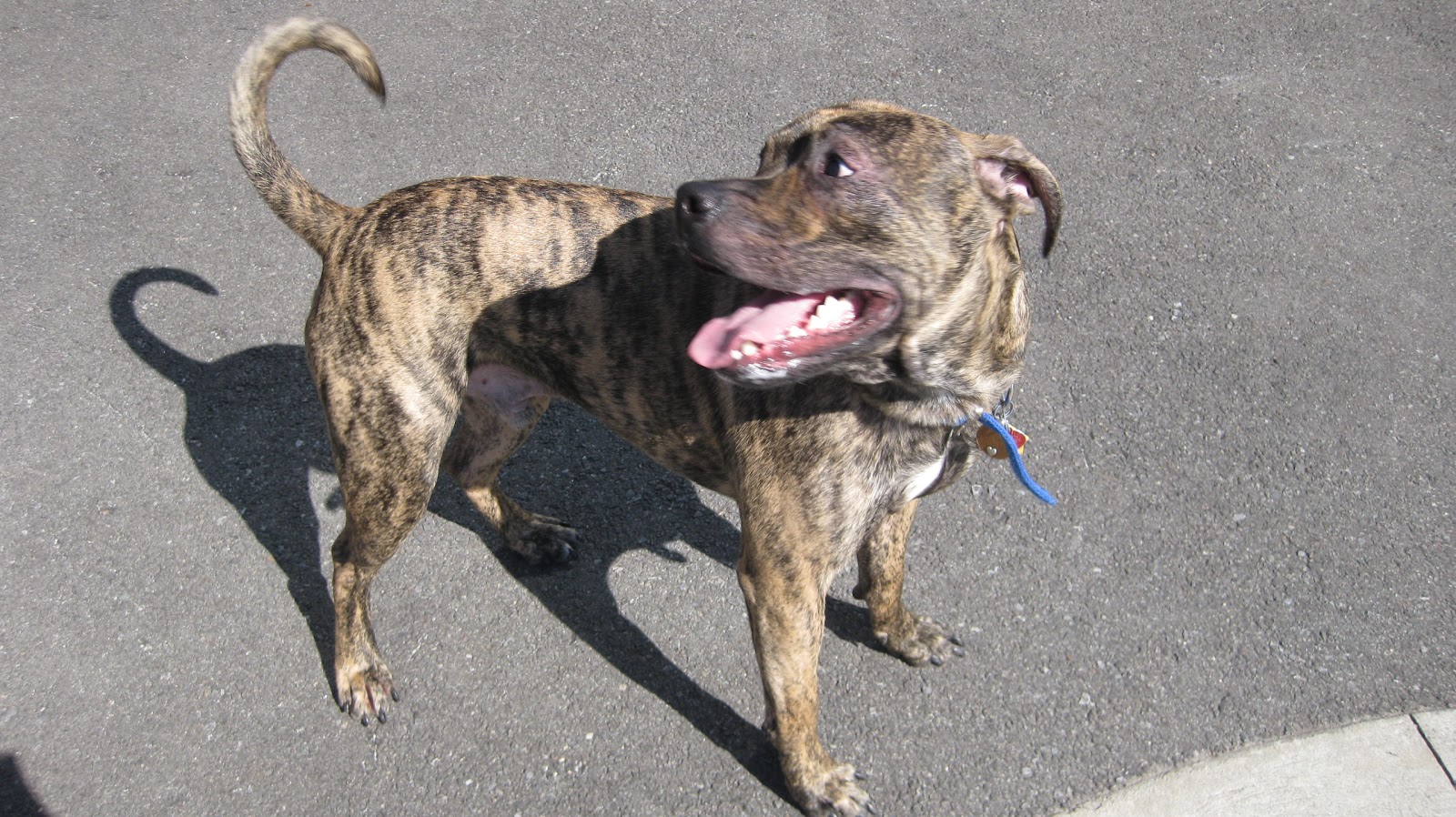 Puppy World Brindle Pitbull Puppy Pictures