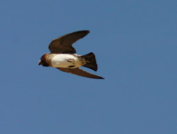 beach fly butler birds spend sky its