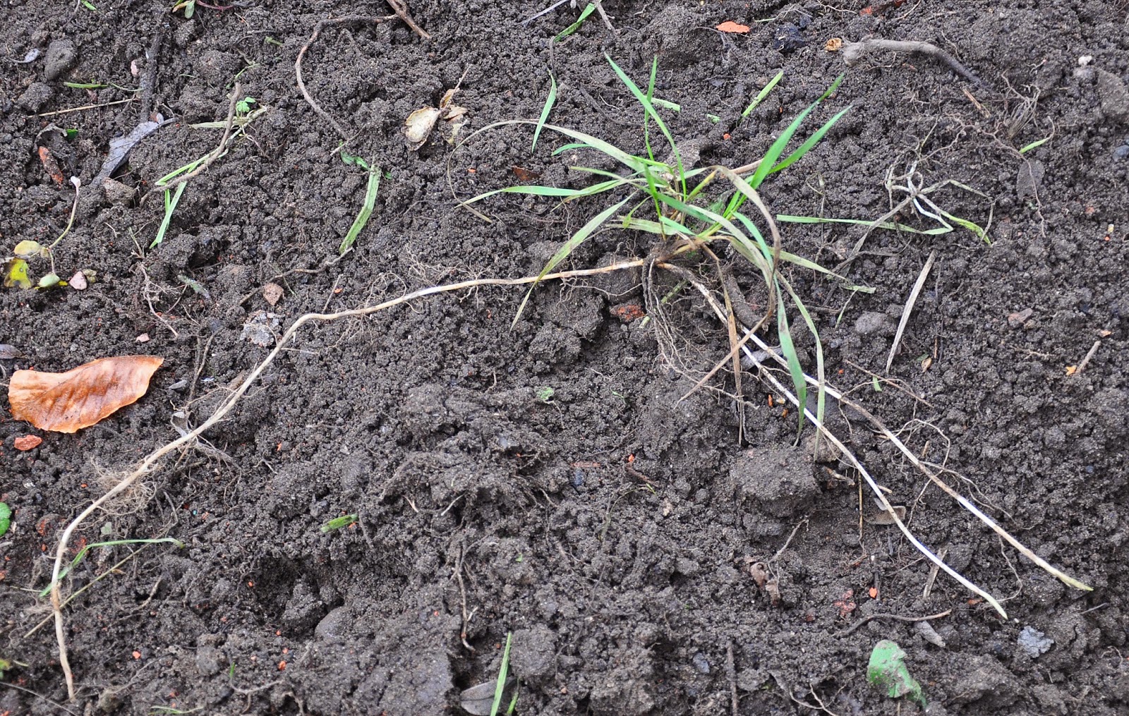 Gardening with John Steedman Couch Grass (Elymus repens) Removal.