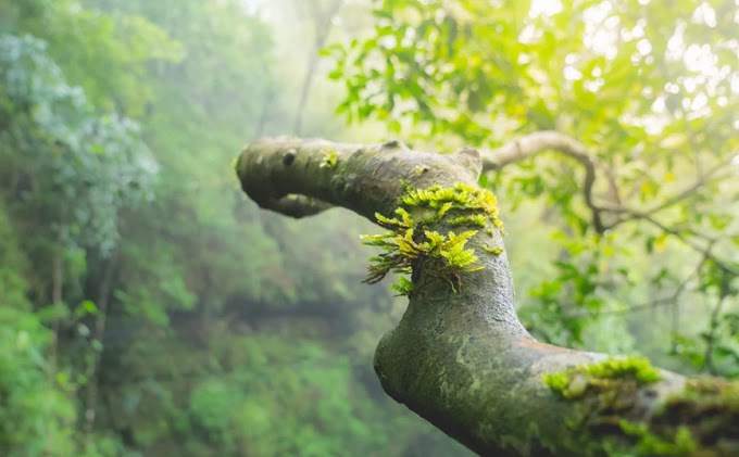 Τραγωδία στην Κρήτη : Κλαδί έπεσε στο κεφάλι άνδρα  και τον σκότωσε