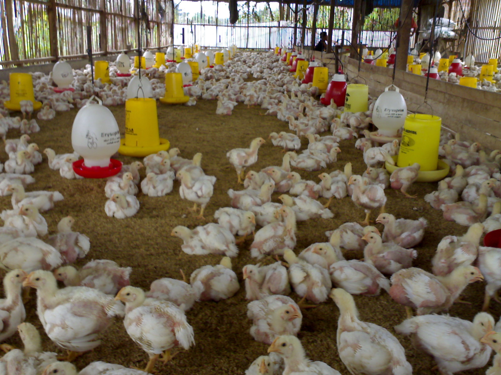 Supplier Ayam – Jual Ayam Potong dan Karkas