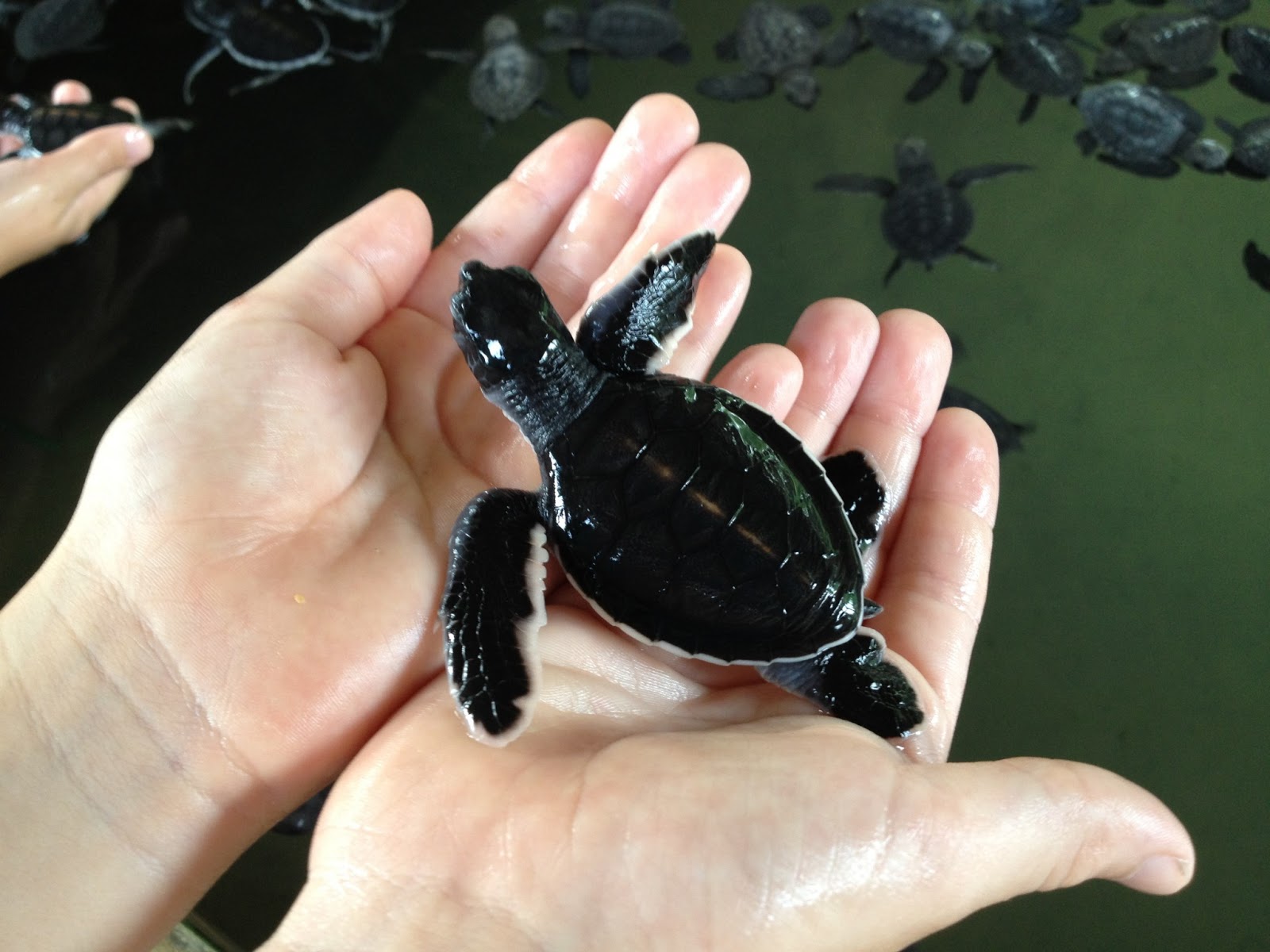 Sleepless in Singapore: A python, a cobra, and a monkey on a leash...in ...