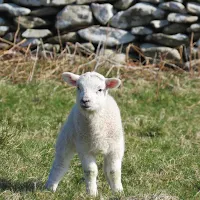 Photos of Ireland: Spring lamb in Dingle