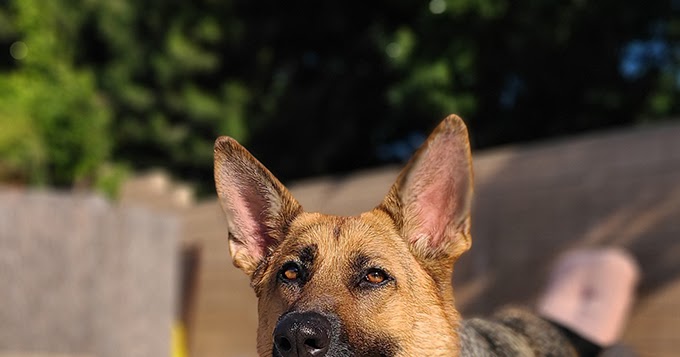 Spankystokes Com Designer Toy Vinyl Toy Art Toy Blog Coarse