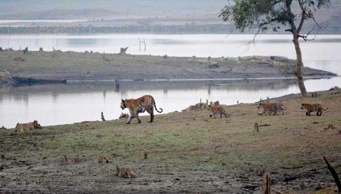 Ken-Betwa Project:Dam of Doom for Panna Tiger Reserve