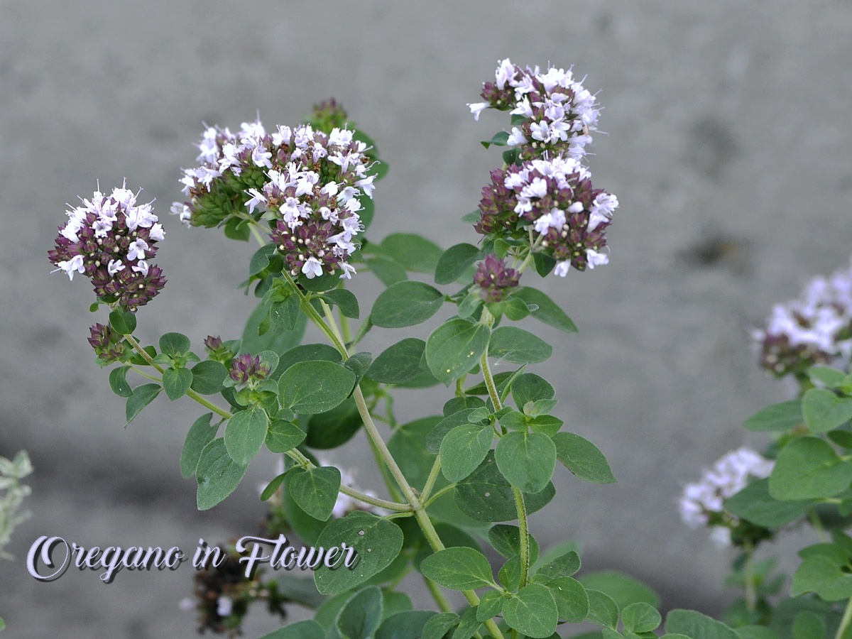 A Harmony of Flavors Essential Everyday Herbs