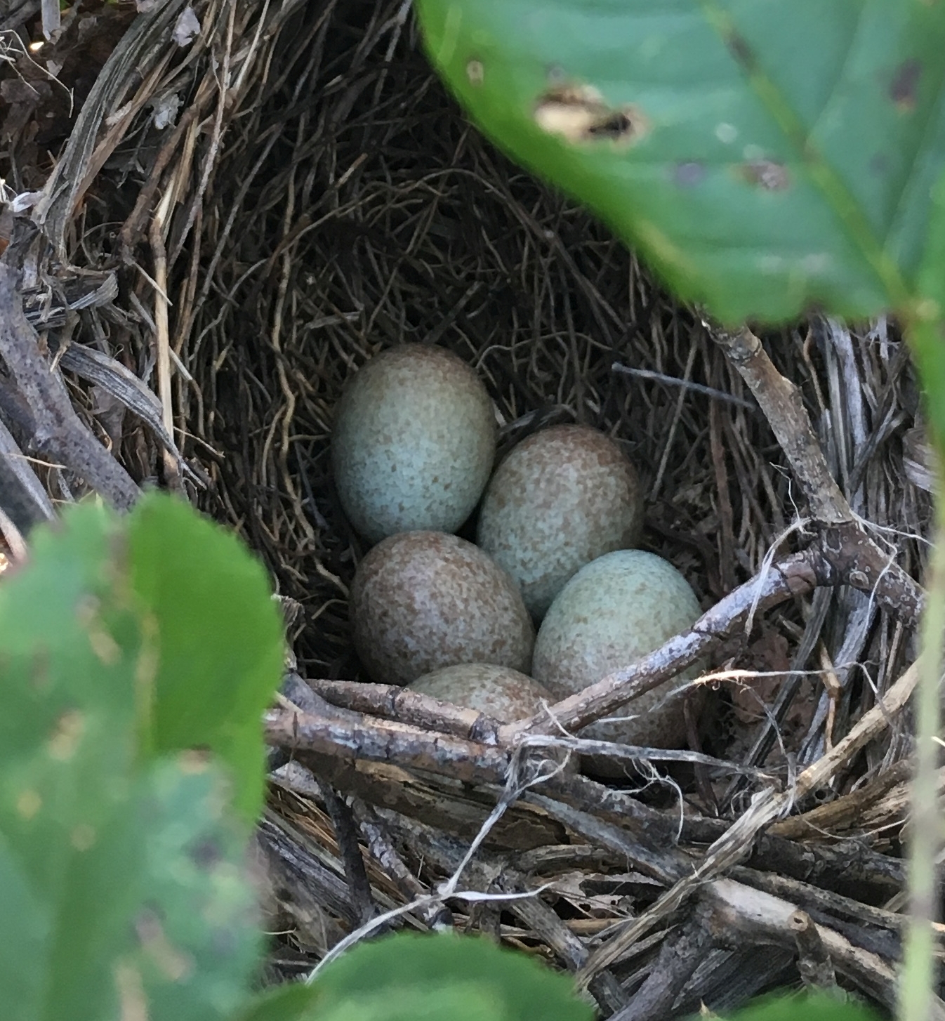 Garden Musings: Banshee & the Brown Thrasher