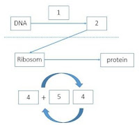 Soal Latihan Bab 3 Materi Genetik Beserta Jawabannya | Biologi SMA Kelas XII
