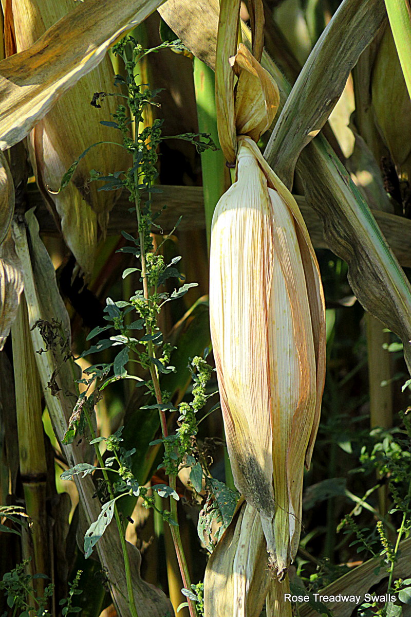 Time Stand Still, a photo blog The corn is turning brown....