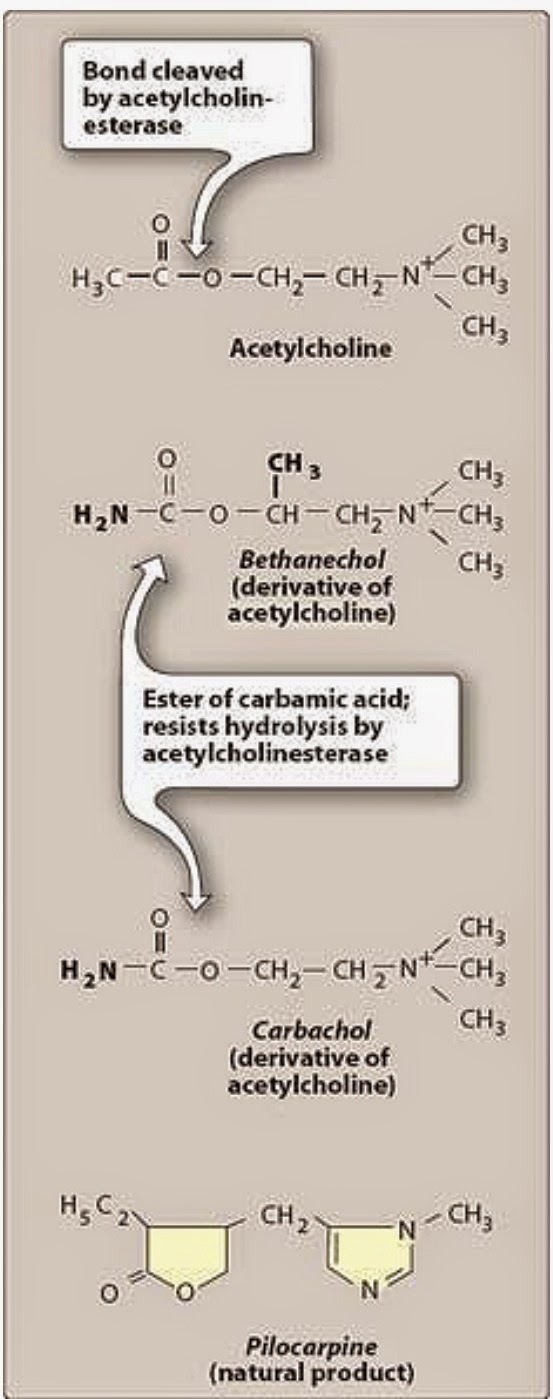 Pharmacological Blog Cholinergic Agonists