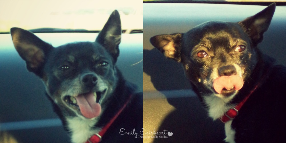 Minnie, Chihuahua
