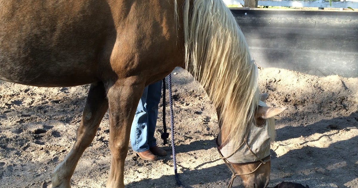 The Centauride The TouchIt Game