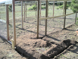 chicken run coop build rhymes vanilla supplies