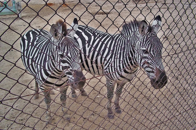 zebre Perissodattili