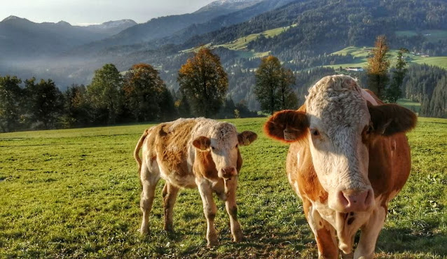 Radioreise Podcast Urlaub auf dem Bauernhof