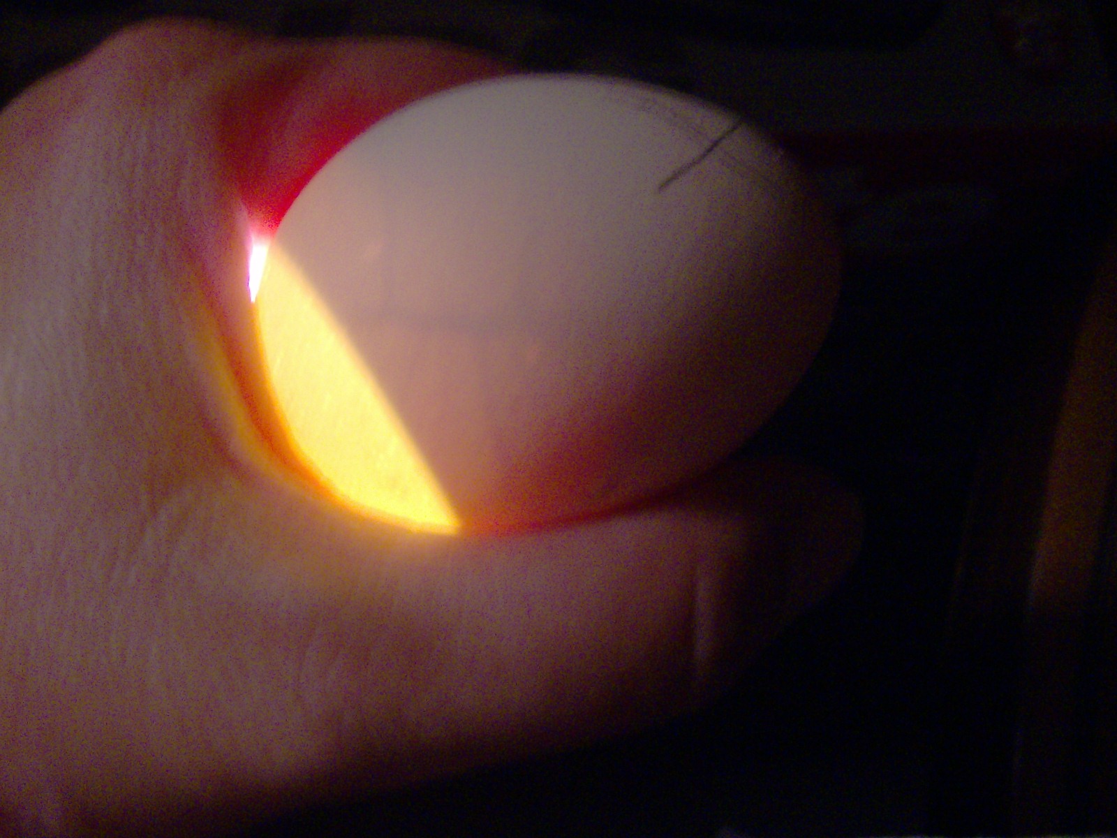 All about raising chickens! ** How I candle eggs and you can too