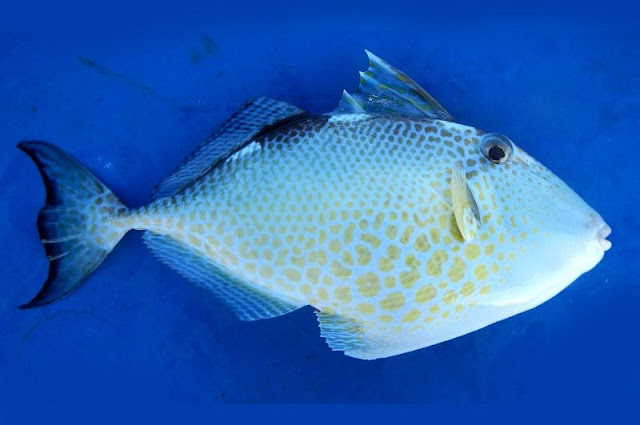 Ciri Ciri Ikan Ayam Ayam Dan Penjelasan Lengkapnya NGOPI