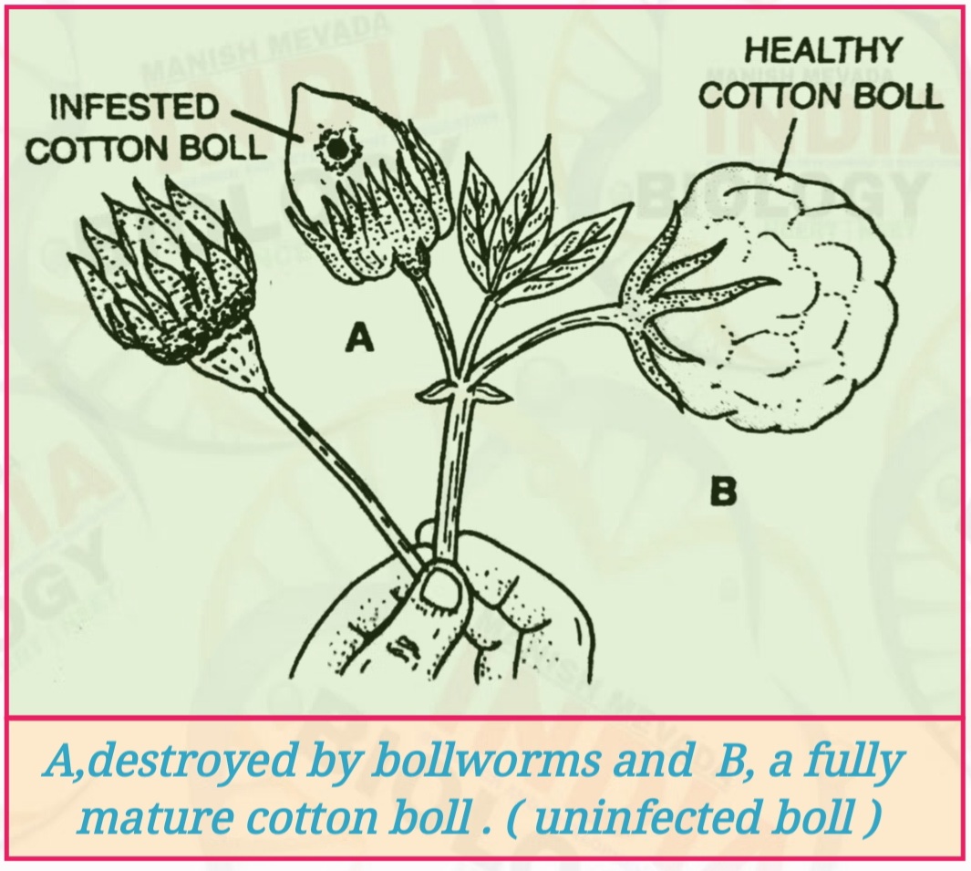 Insect Resistance in Transgenic Plants Bt Cotton NEET BIOLOGY STUDY