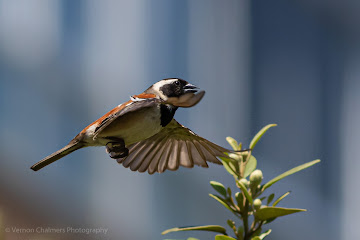 Cape Sparrow in Flight: Canon Camera System Change - From DSLR to Mirrorless