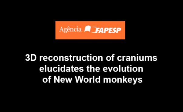3D reconstruction of craniums elucidates the evolution of New World monkeys 3D reconstruction of craniums elucidates the evolution of New World monkeys