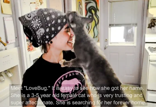 Love bug feline