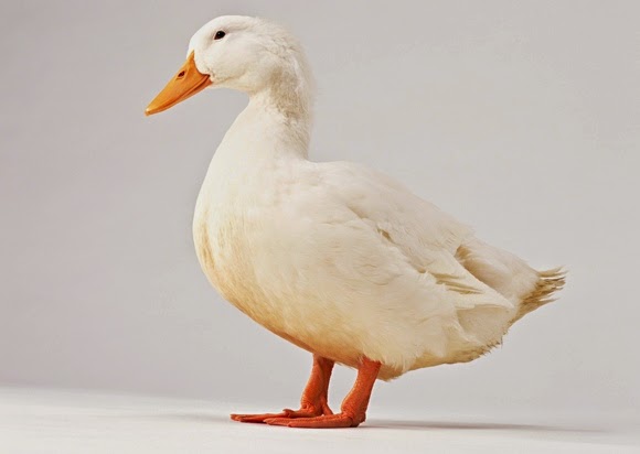 Stock Photo Gambar Itik dan Bebek Stock Photo Gambar Itik dan Bebek