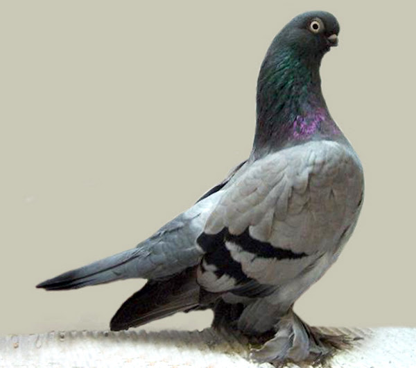 Tumbler Pigel，Tumbler Pigblers鸽子，Tumbler Pigeon Expless，Tumbler Pigeon品种，Tumbler Pigeon品种信息，Tumbler Pigeon品种的事实，Tumbler Pigeon Tumbler Pigeon品种品种，Culbler Pigeon Care，Cuting Tumbler Pigeon，Cuting鸽子鸽子，翻转者鸽子颜色品种，翻转者鸽子的特色，翻转者鸽子历史，翻转者鸽子信息，翻转鸽子图像，不倒翁鸽子，鸽子鸽子照片，翻转者鸽子的照片，翻转鸽子稀有，提高鸽子鸽子，翻转鸽子饲养，不倒翁鸽子尺寸，翻转鸽子用途，翻转鸽子品种，倒闭鸽子重量