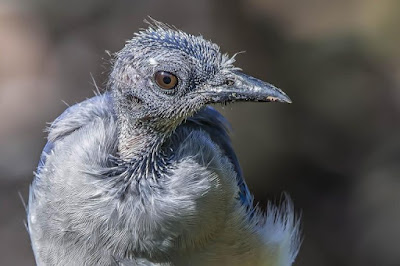 ما هي أسباب الصلع عند الطيور وطرق الوقاية والعلاج ؟ ما هي أسباب الصلع عند الطيور وطرق الوقاية والعلاج ؟
