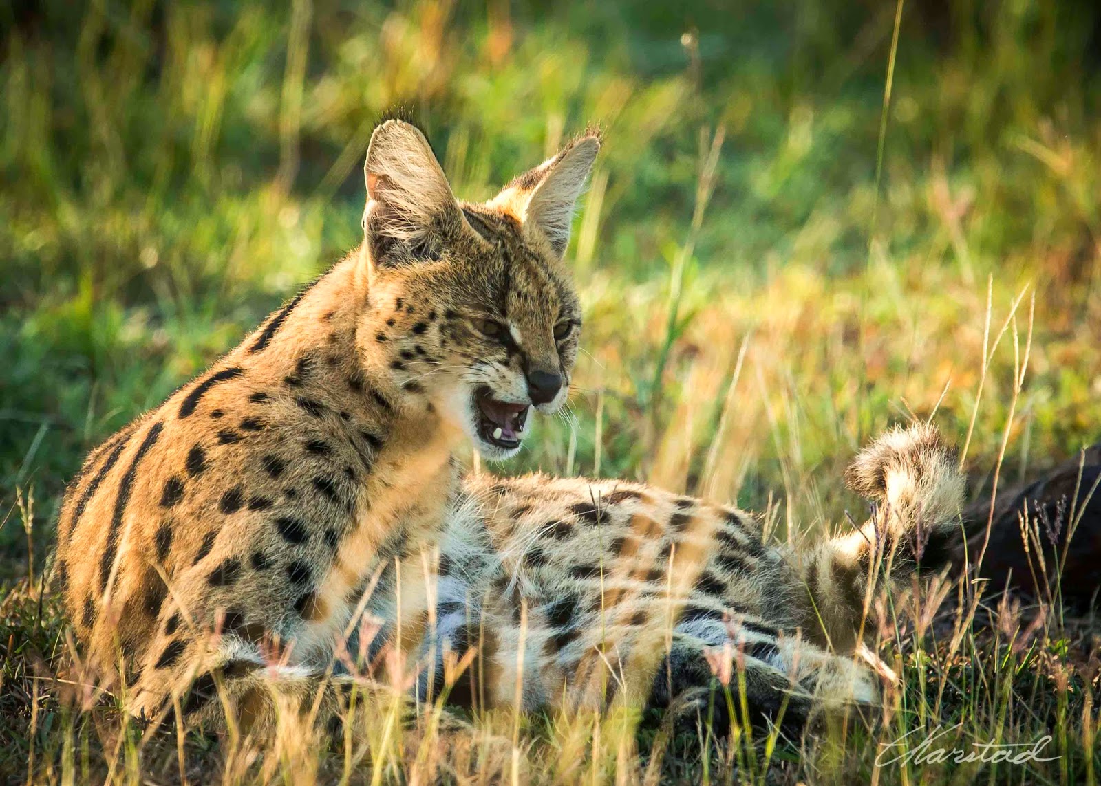 Elsen Karstad's 'PicADay Kenya' Serval Cat, Masi Mara Kenya
