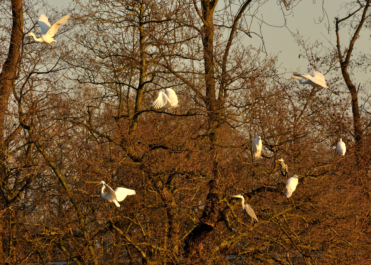 Arné Roest Natuurfotografie: De Vlaardingse Rietputten