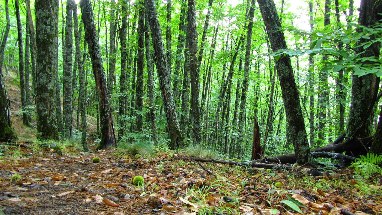 Valle del Jerte - Castaños Valle del Jerte - Castaños