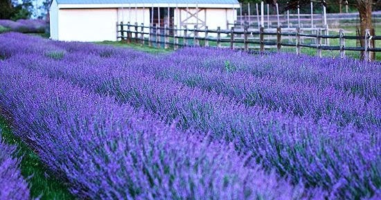 Lavender 'Phenomenal'