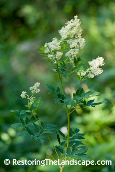 Restoring The Landscape With Native Plants: Native Plant of the Week ...