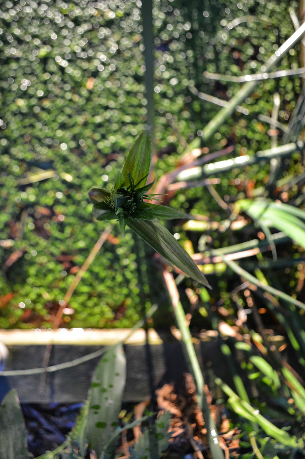 Papiros y Equisetum, cola de caballo.