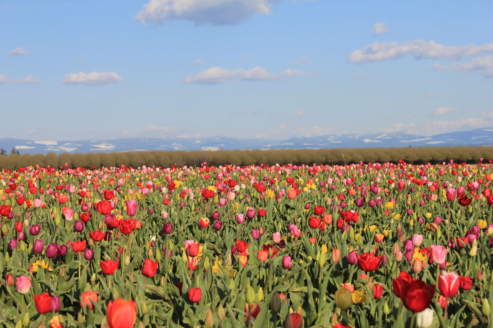 OKC to PDX Post In Pictures Woodburn Tulip Festival