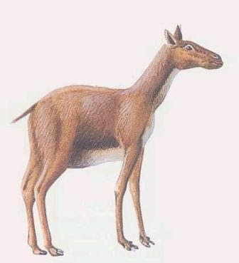 artyodactyla extinta Protylopus