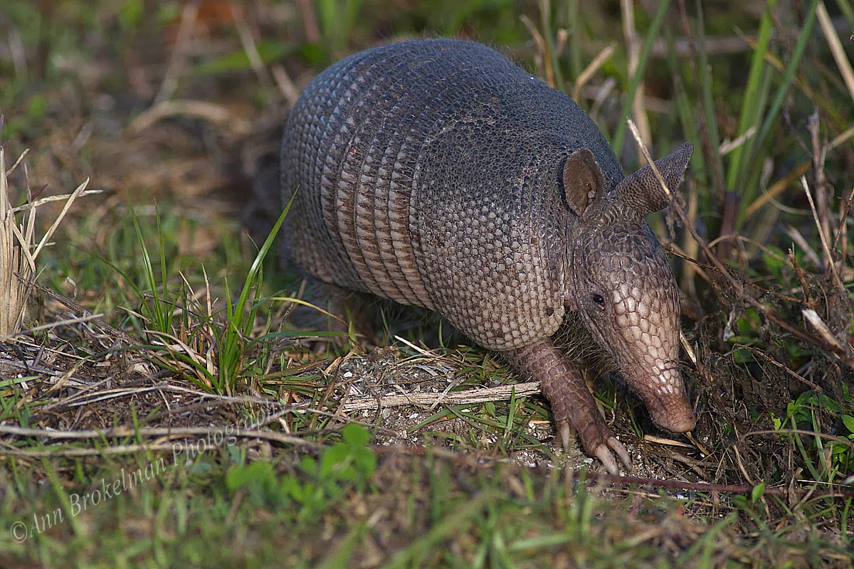 armadillo florida armadillo florida