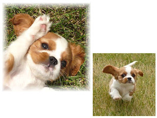 Cute Puppy Dogs: king charles spaniel puppies
