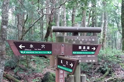 7 fakta horor mengenai hutan Aokigahara Jepang