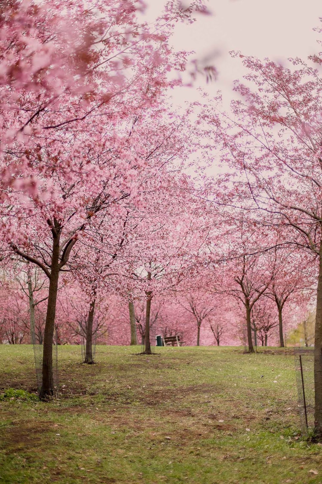Roihuvuoren Kirsikkapuisto Kukkala Roihuvuoren Kirsikkapuisto Kukkala