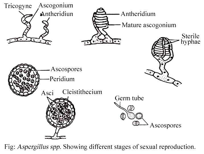 ASPERGILLUS CLASSIFICATION, VEGETATIVE STRUCTURE, REPRODUCTION