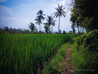 Natural Scenery Countryside Rice Fields And The Pathway In The Sunny Cloudy Day At Ringdikit Village North Bali Indonesia