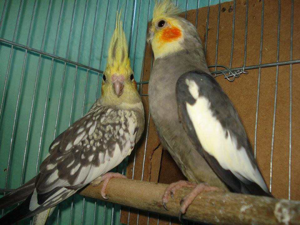 Criação e venda de Psitacídeos ( Calopsitas, Agapornis, Periquitos Australianos e Ingleses Criação e venda de Psitacídeos ( Calopsitas, Agapornis, Periquitos Australianos e Ingleses